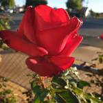 margierulz Profile Picture