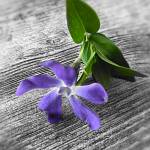 Kelly Profile Picture