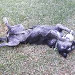 P F Katz Profile Picture