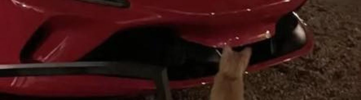 Cats & Cars (Qld) Cover Image