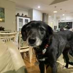 Peter Beck Profile Picture