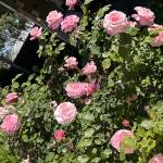 ddnllpe Profile Picture