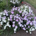 Carmen Profile Picture