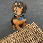 Ljtigers Profile Picture