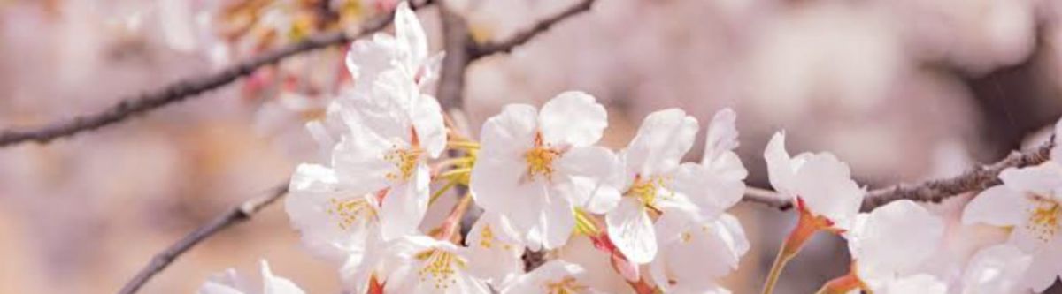 Sakura picnic south east pre meet Cover Image